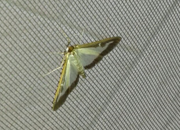 Aiuto identificazione falena - Cydalima perspectalis, Crambidae